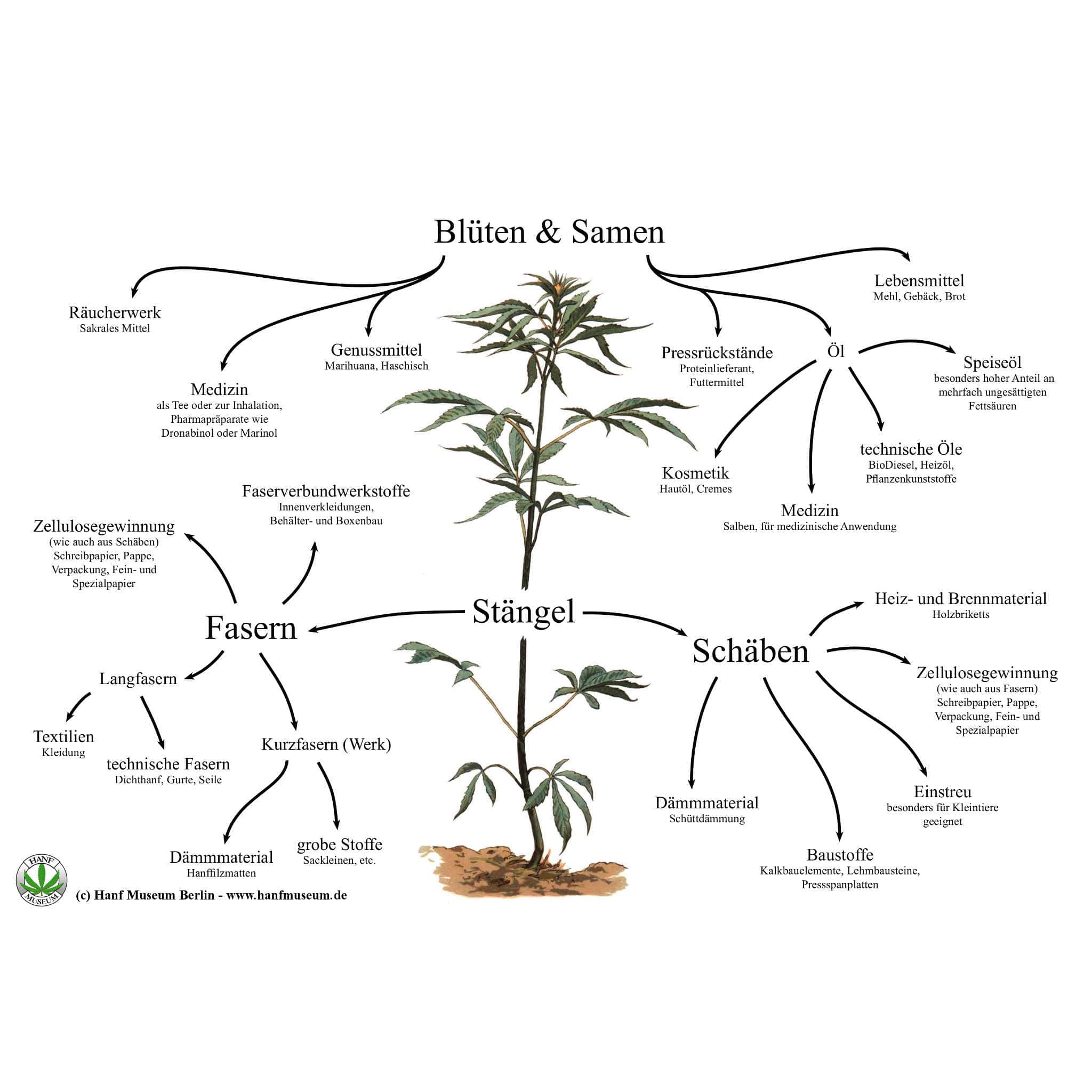 Die Fasern der Stängel